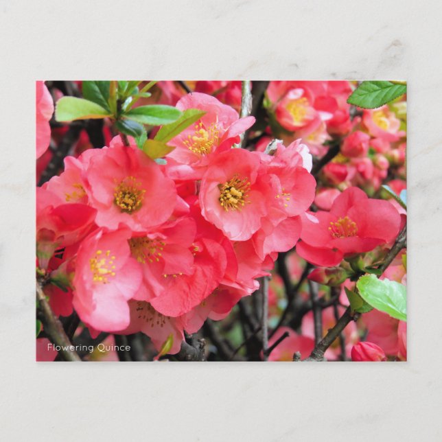 Flowering Quince [Postcard] Postcard (Front)