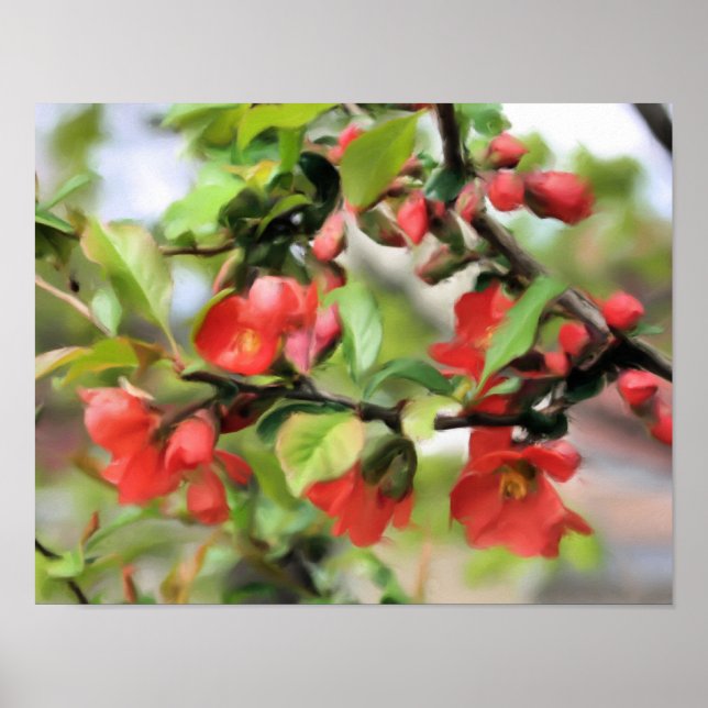 Flowering Quince Red Blossoms Poster (Front)