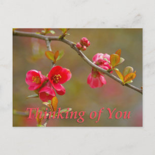 flowering quince thinking of you postcard