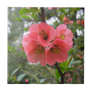 Flowering Quince Tile