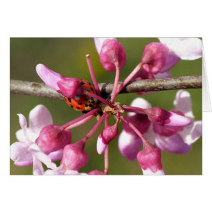 Flowering Redbud with Ladybug