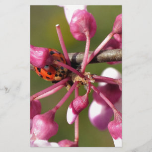 Flowering Redbud with Ladybug