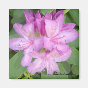 Flowering Rhododendron Bush Magnet