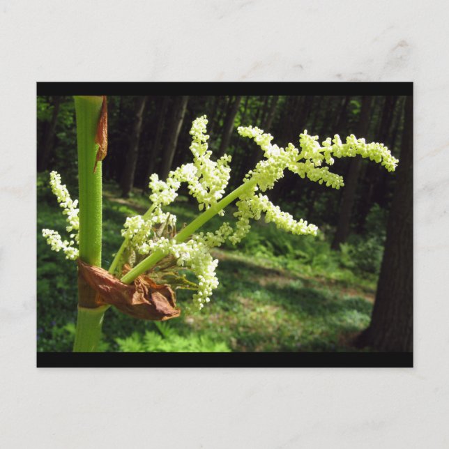 Flowering Rhubarb Stalks Nature Photo Postcard (Front)