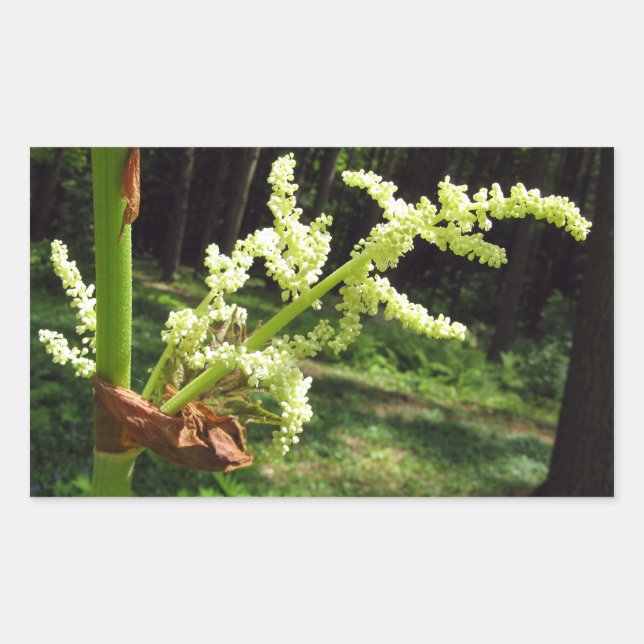 Flowering Rhubarb Stalks Nature Photo Rectangular Sticker (Front)