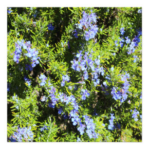 flowering rosemary bush photo print