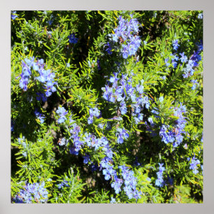 flowering rosemary bush poster