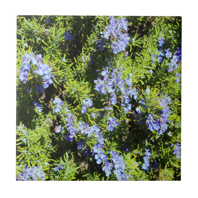 flowering rosemary bush tile (Front)