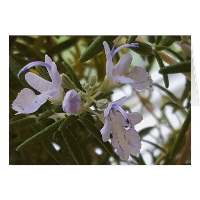 Flowering Rosemary Herb Photograph (Front Horizontal)