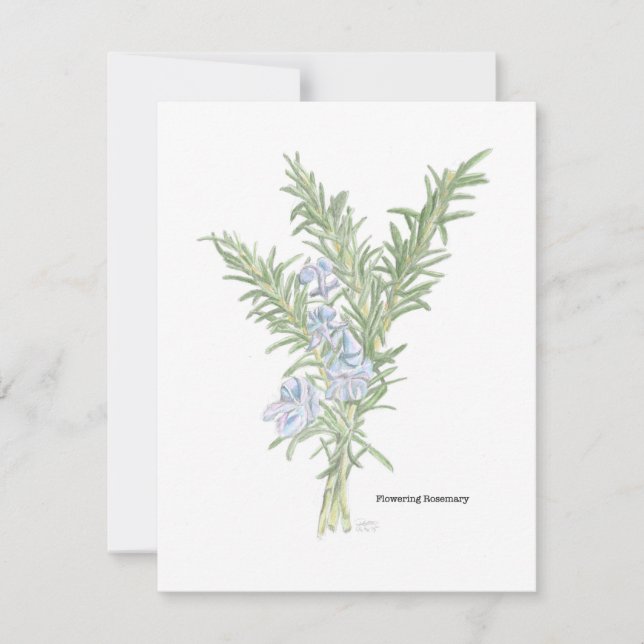 Flowering Rosemary Illustration Card (Front)