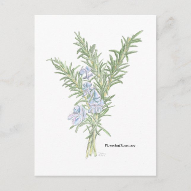 Flowering Rosemary Postcard (Front)