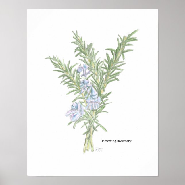 Flowering Rosemary Poster (Front)