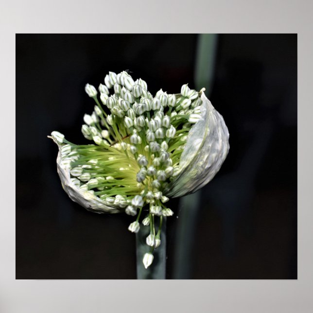 Flowering Spring Onion Poster (Front)