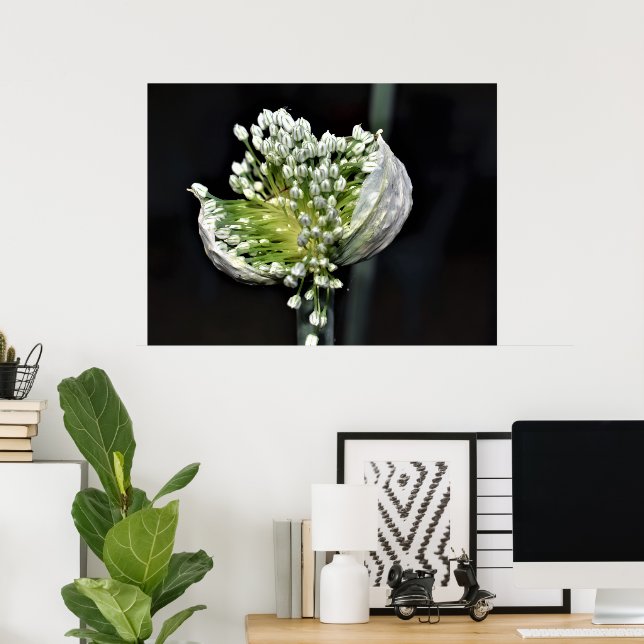 Flowering Spring Onion Poster (Home Office)