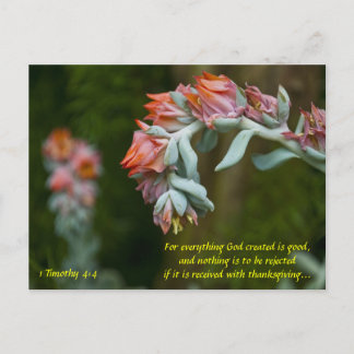 Flowering Succulent Holiday Postcard