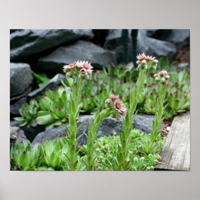 Flowering Succulents Hens And Chicks Poster (Front)
