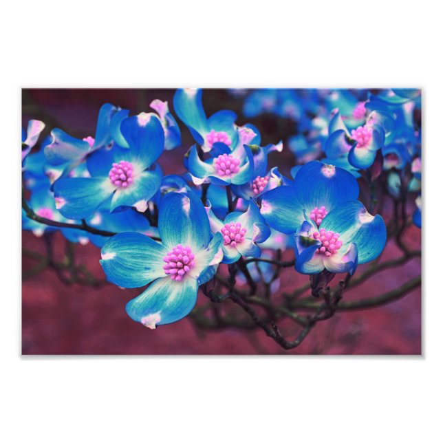 Flowering Tree blossom  Photo Print (Front)