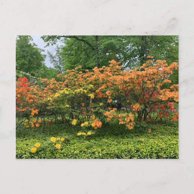 Flowering Trees of Halifax Nova Scotia Postcard (Front)