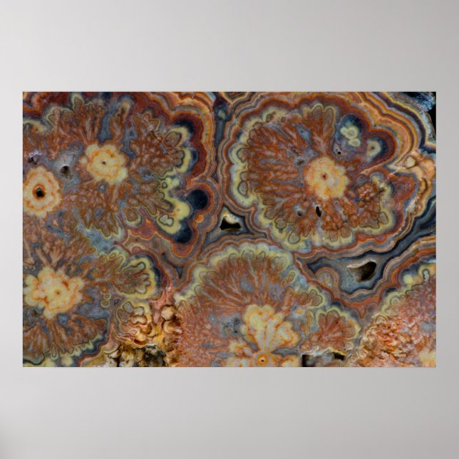 Flowering Tube Onyx Poster (Front)