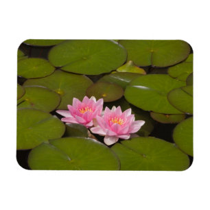 Flowering water lilies magnet