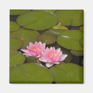 Flowering water lilies magnet