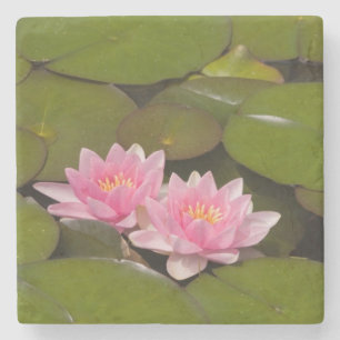 Flowering water lilies stone coaster