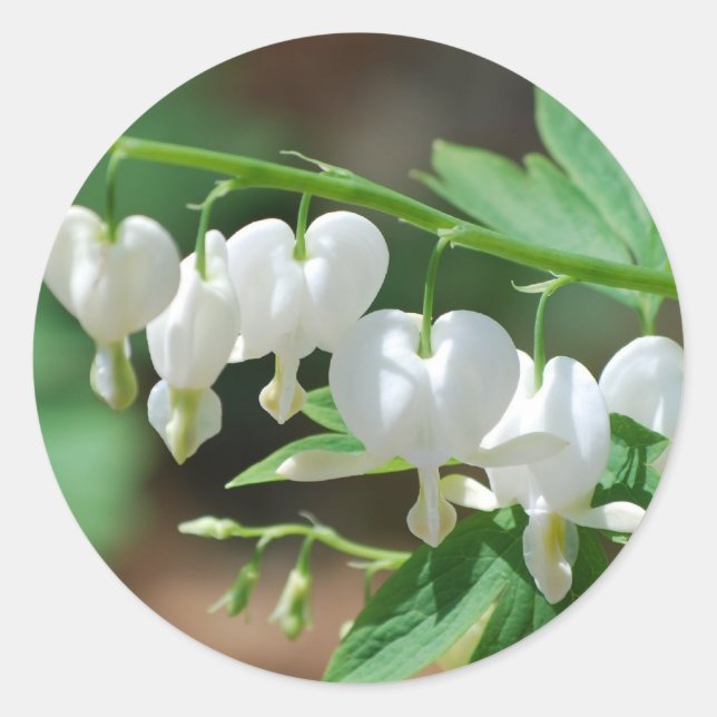 Flowering White Bleeding Heart Stickers (Front)