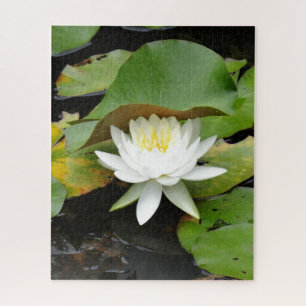 Flowering White Lily in a Lily Pond Jigsaw Puzzle