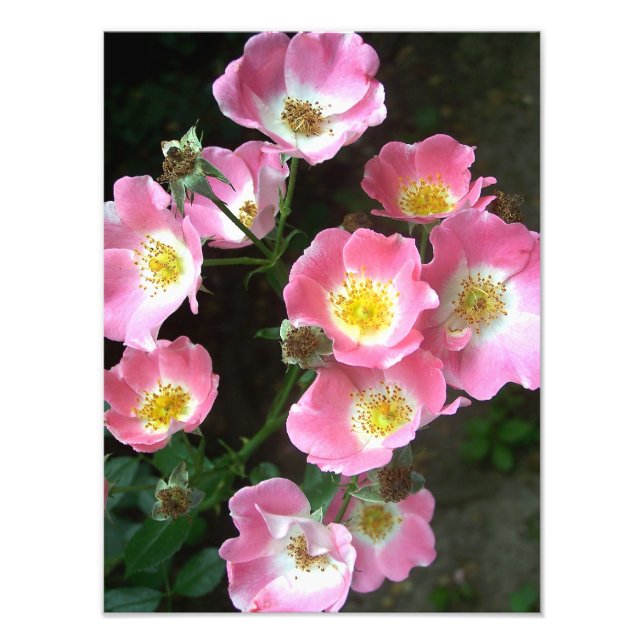 Flowering Wild Roses in the Secret Garden Photo Print (Front)