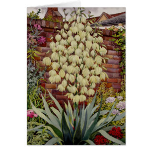 Flowering Yucca