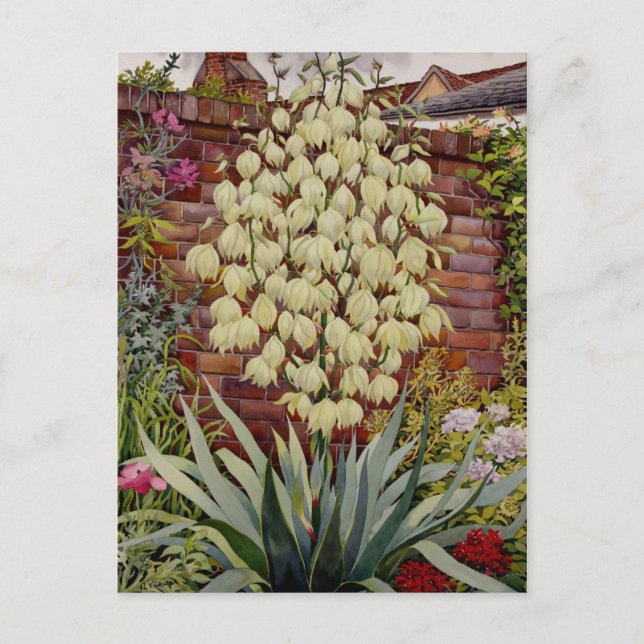Flowering Yucca Postcard (Front)