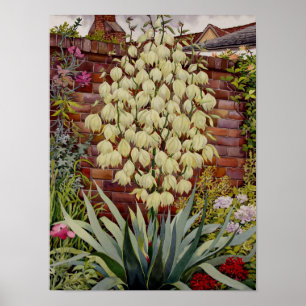 Flowering Yucca Poster