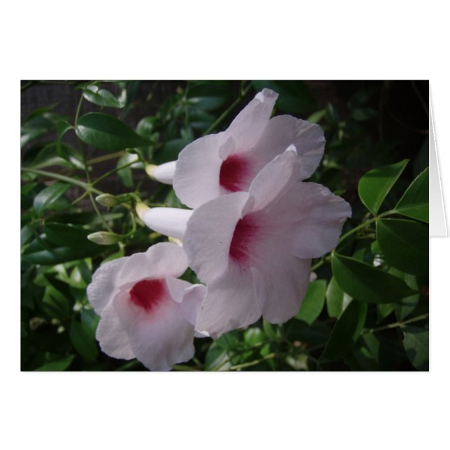 Flowers (Front Horizontal)