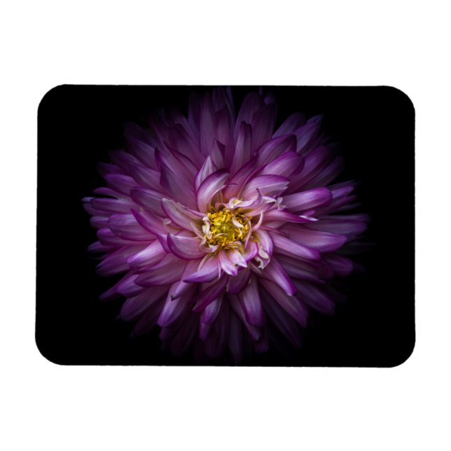 Flowers 20 magnet (Horizontal)