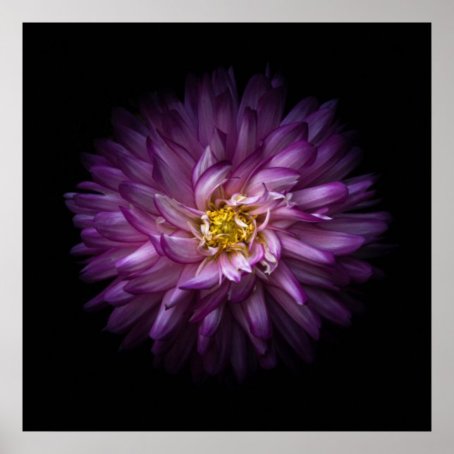 Flowers 20 poster (Front)