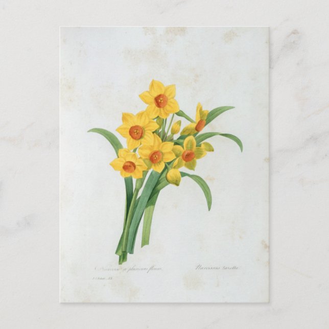 Flowers 5 Postcard (Front)