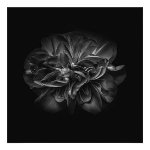 Flowers 67 BW Photo Print