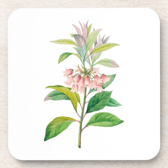 Flowers: A013 Redvein Enkianthus - Coaster (Front)