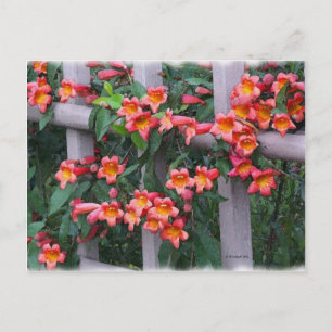 Flowers Along The Fence Postcard