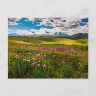 Flowers   Altai Mountains, Siberia, Russia Postcard