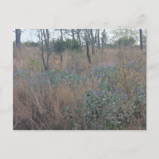 Flowers and Brush Postcard (Front)