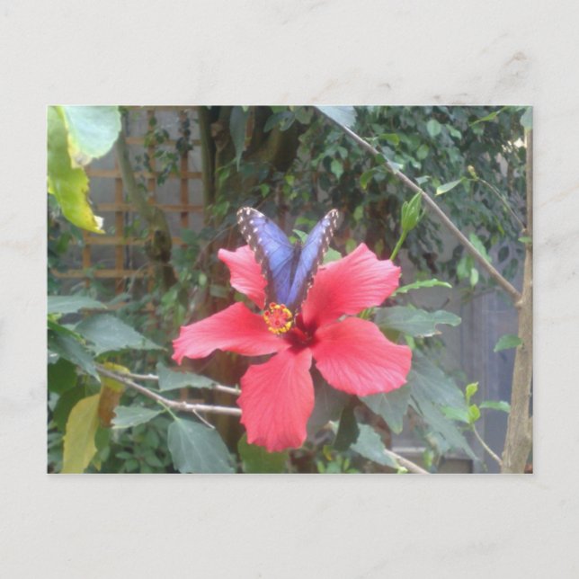 Flowers and butterflies in Franche Comte Postcard (Front)