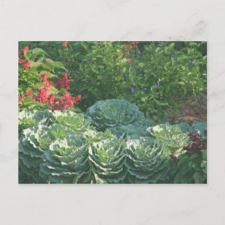 Flowers and Cabbages Postcard