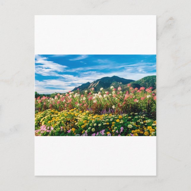 Flowers And Flatirons Postcard (Front)