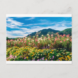 Flowers And Flatirons Postcard