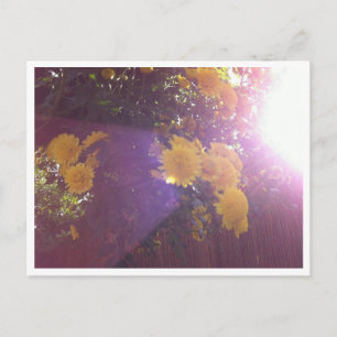 Flowers and Light Postcard