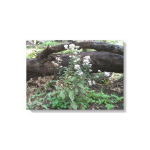 Flowers and Log Canvas Wrapped Print
