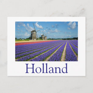 Flowers and windmills in Holland text postcard