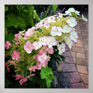 Flowers at Chateau Morrisette Winery, Floyd, VA Poster
