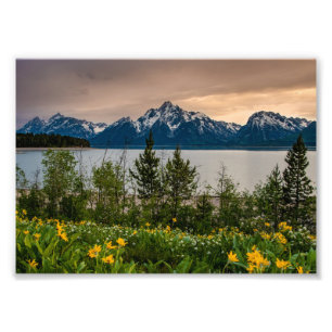 Flowers at Colter Bay Photo Print